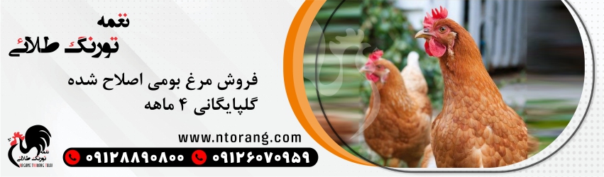 مرغ محلی 4 ماهه گلپایگانی